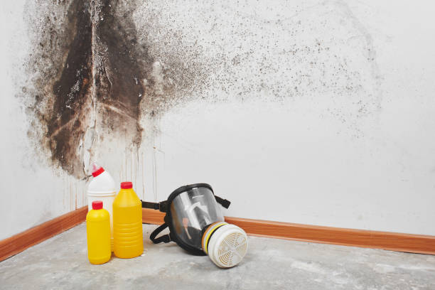 Best Basement Mold Remediation in Melbourne, AR